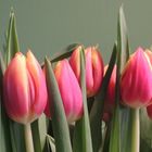 Tulpen