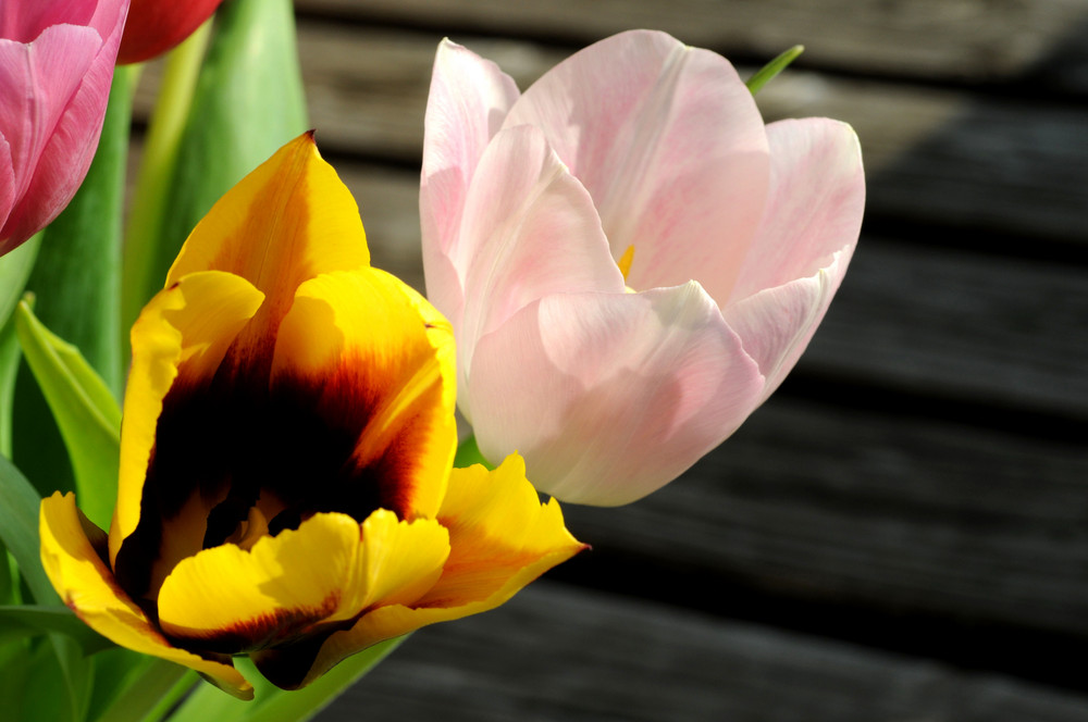 Tulpen