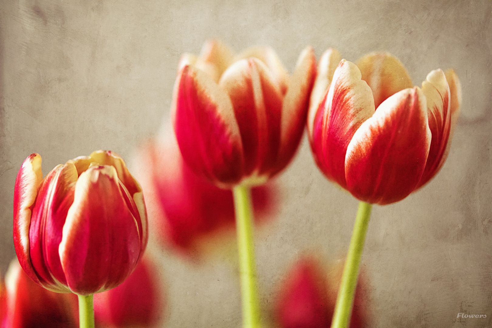 Tulpen Foto & Bild | tulpen, blumen, pflanzen Bilder auf fotocommunity