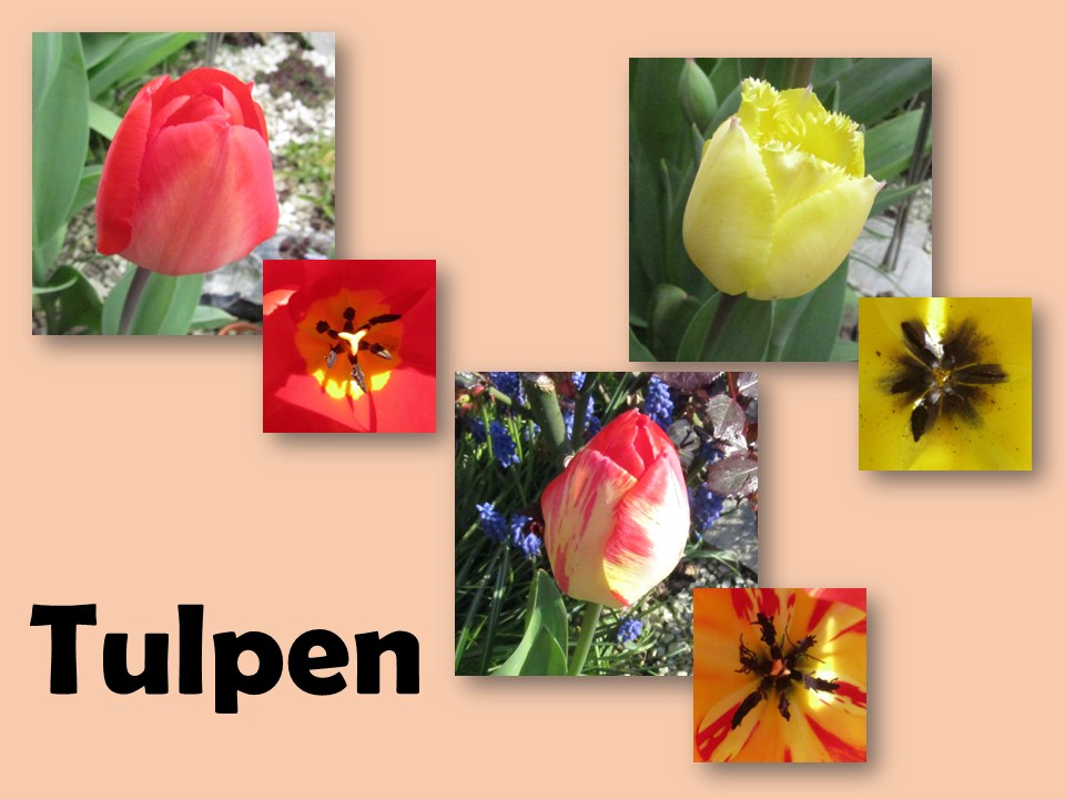 Tulpen