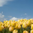 Tulpen