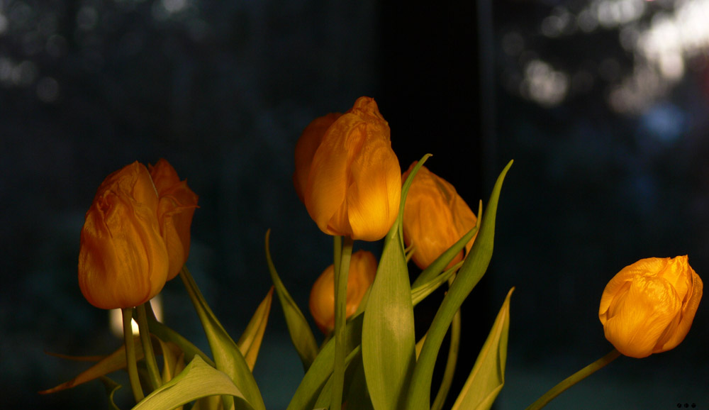 Tulpen