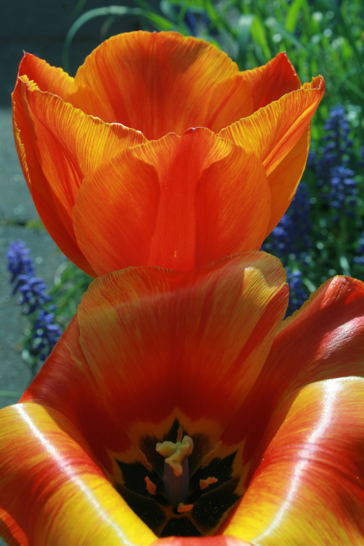 Tulpen