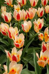 Tulpen #33