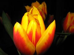 Tulpen...