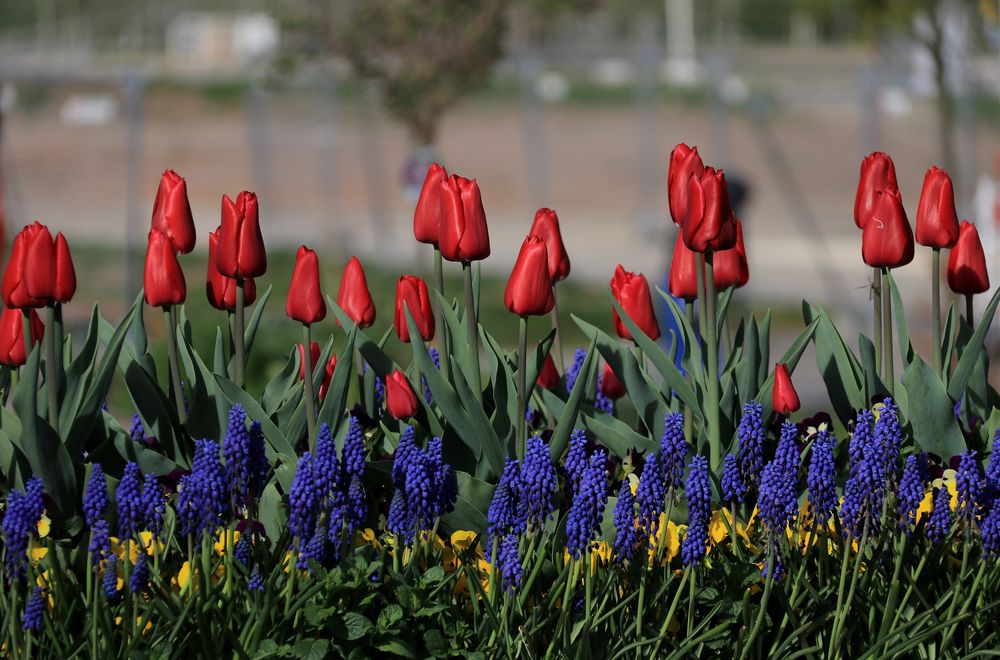 Tulpen