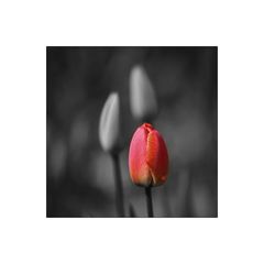 Tulpen