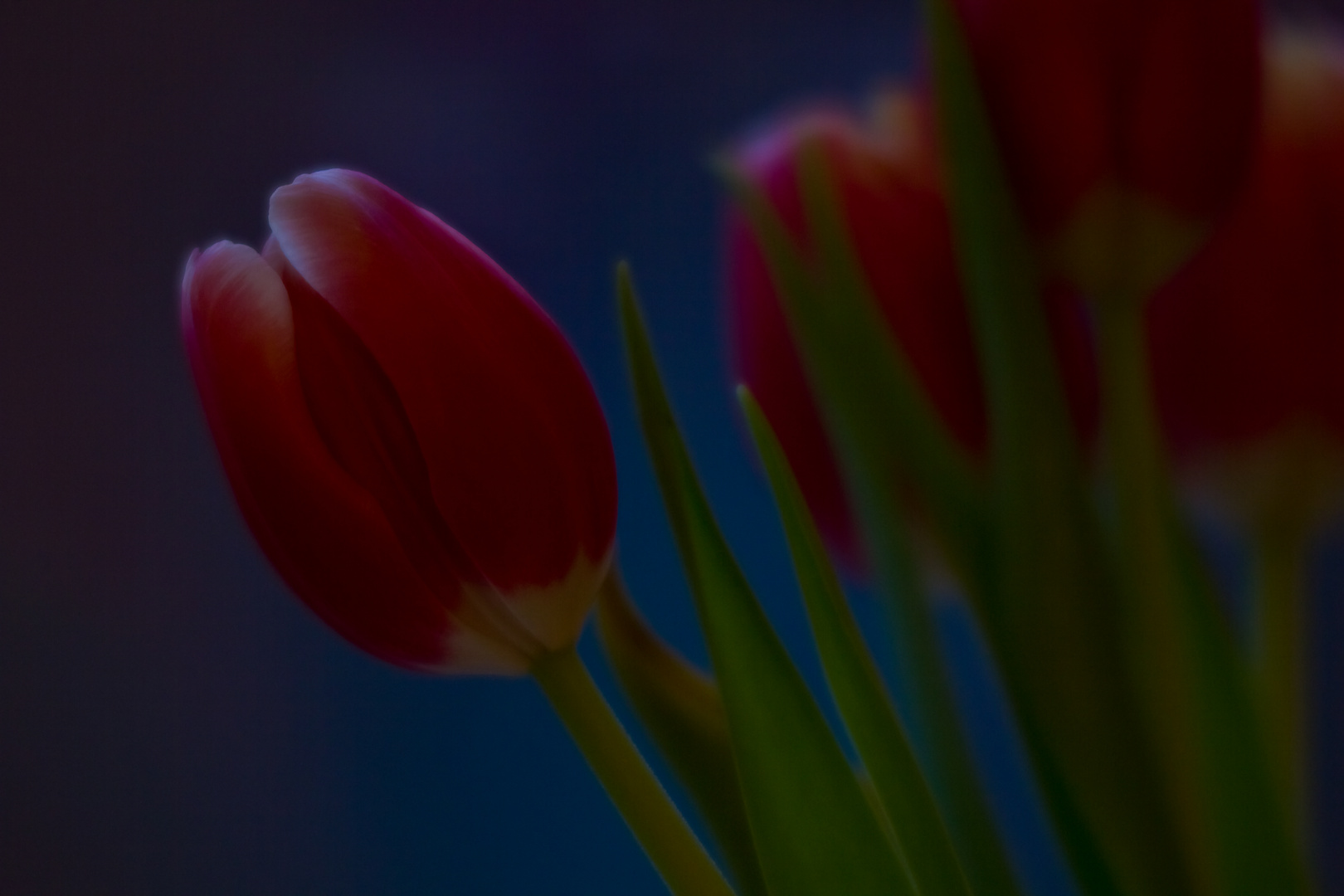 Tulpen