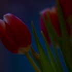 Tulpen