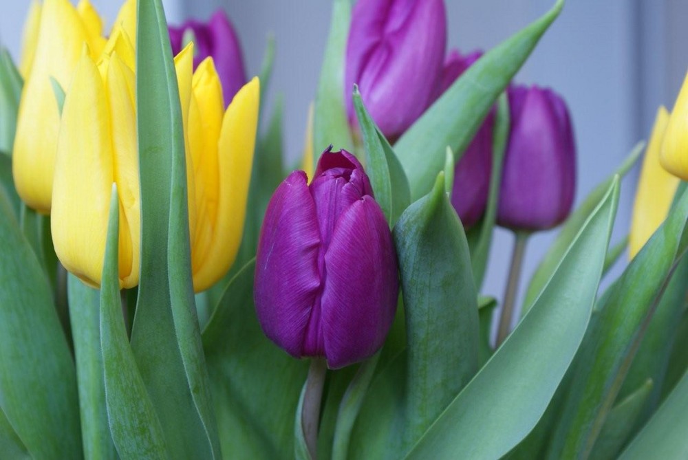 Tulpen