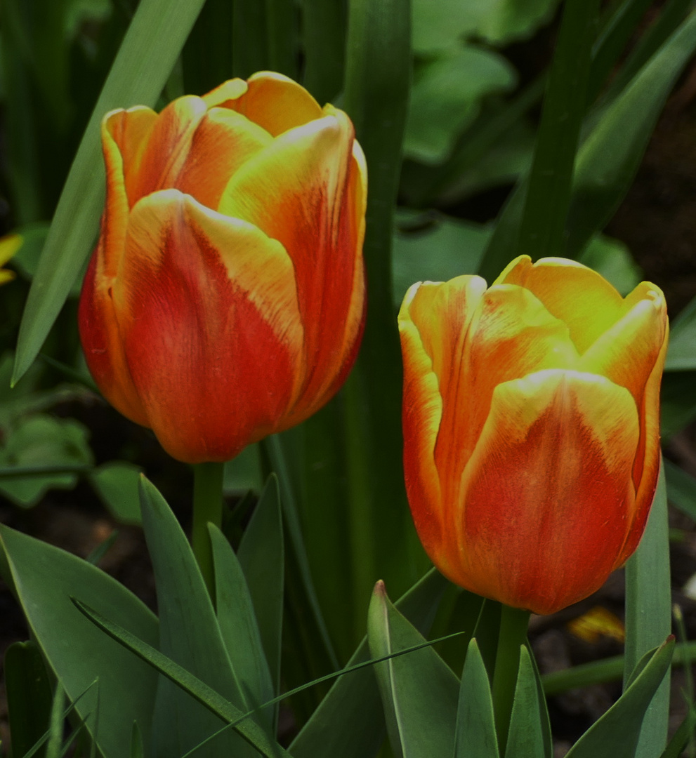 Tulpen