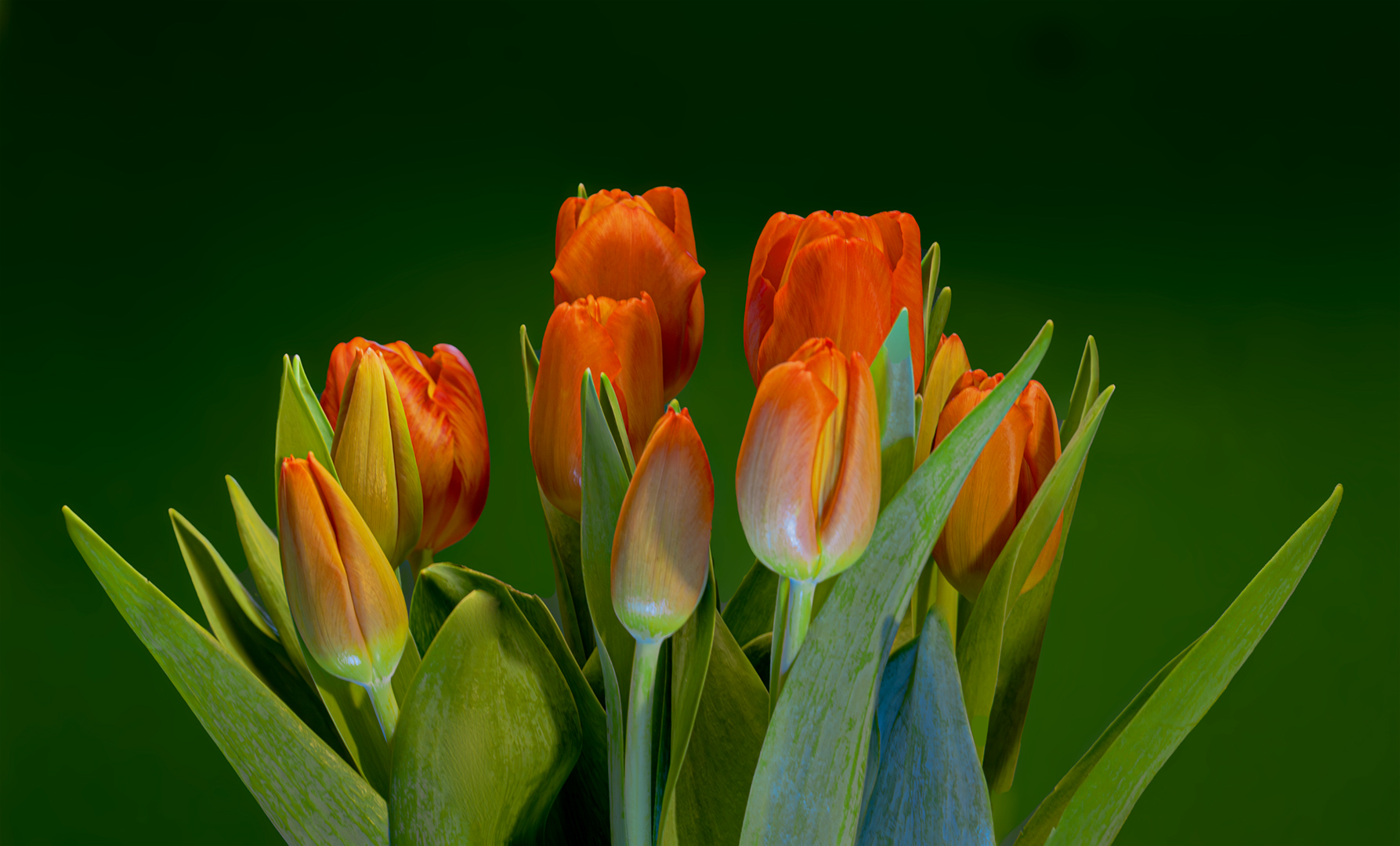 Tulpen