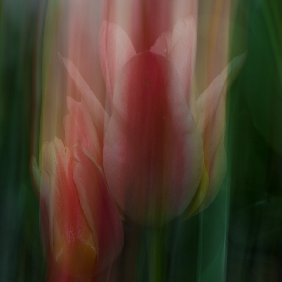 Tulpen