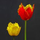 Tulpen