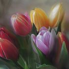 Tulpen