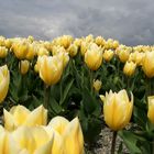 Tulpen