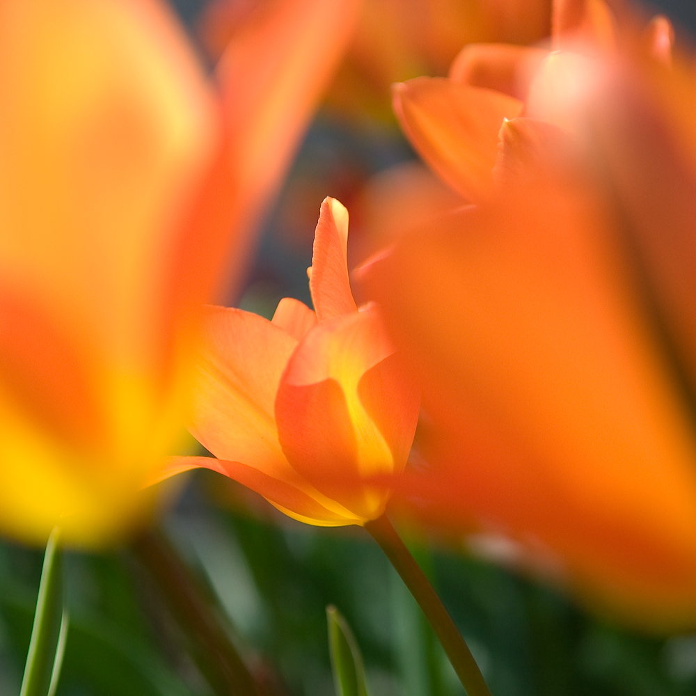 Tulpen