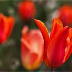 Tulpe(n)