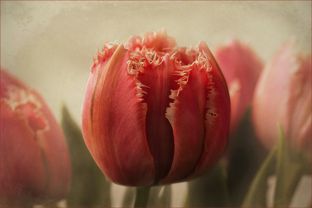 Tulpen....