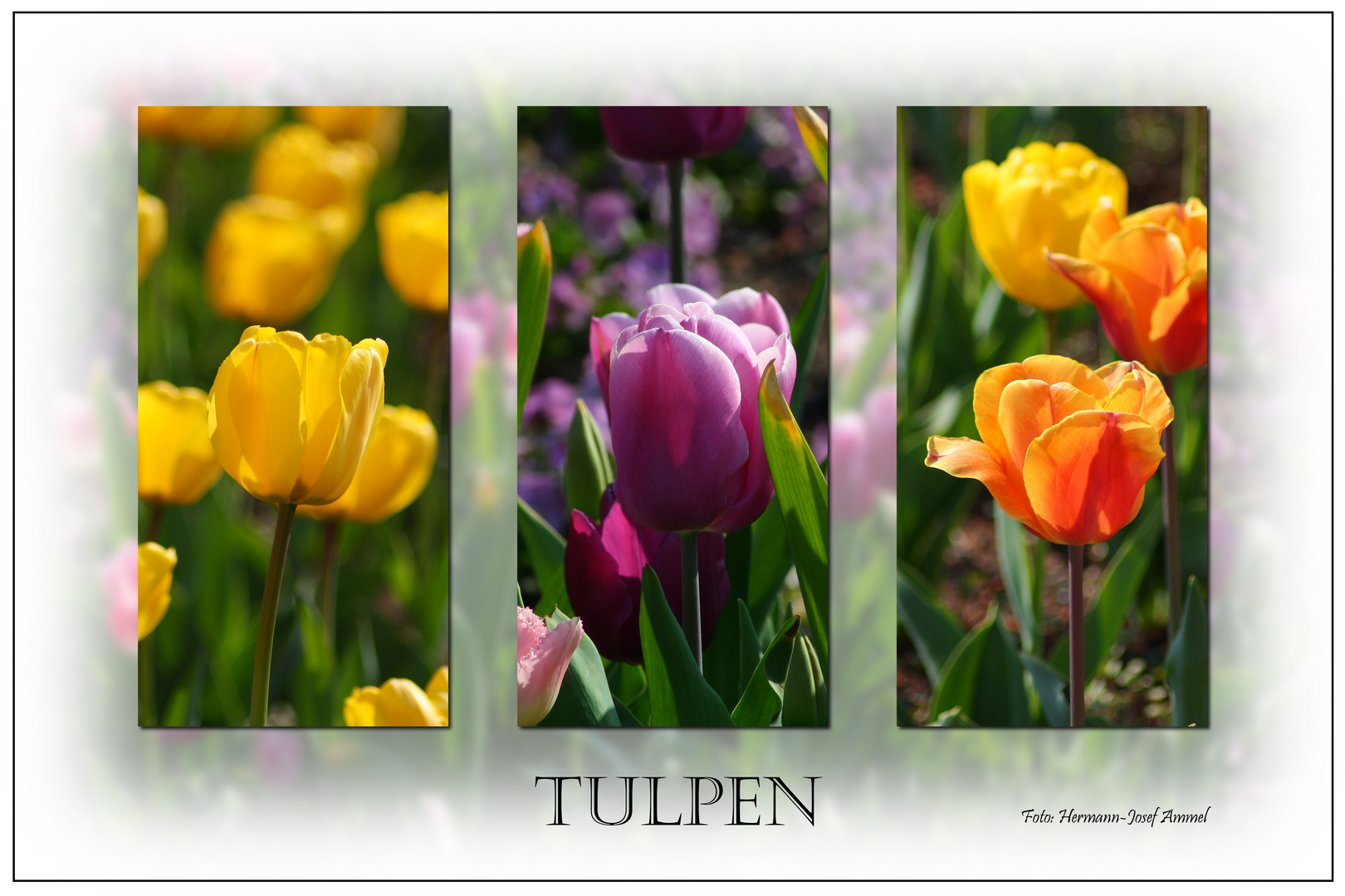 Tulpen