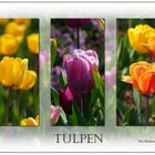 Tulpen