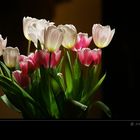 Tulpen