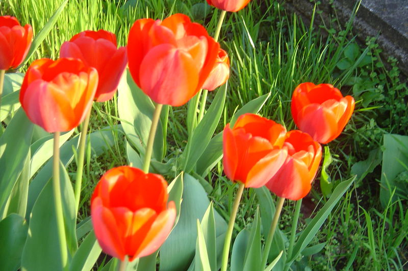 Tulpen