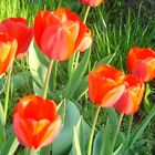 Tulpen