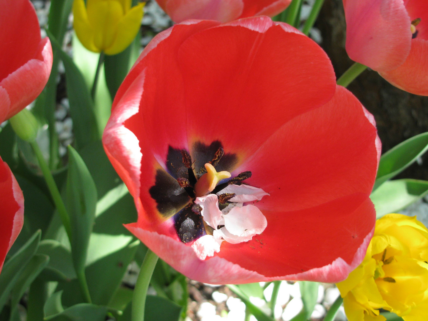 Tulpen