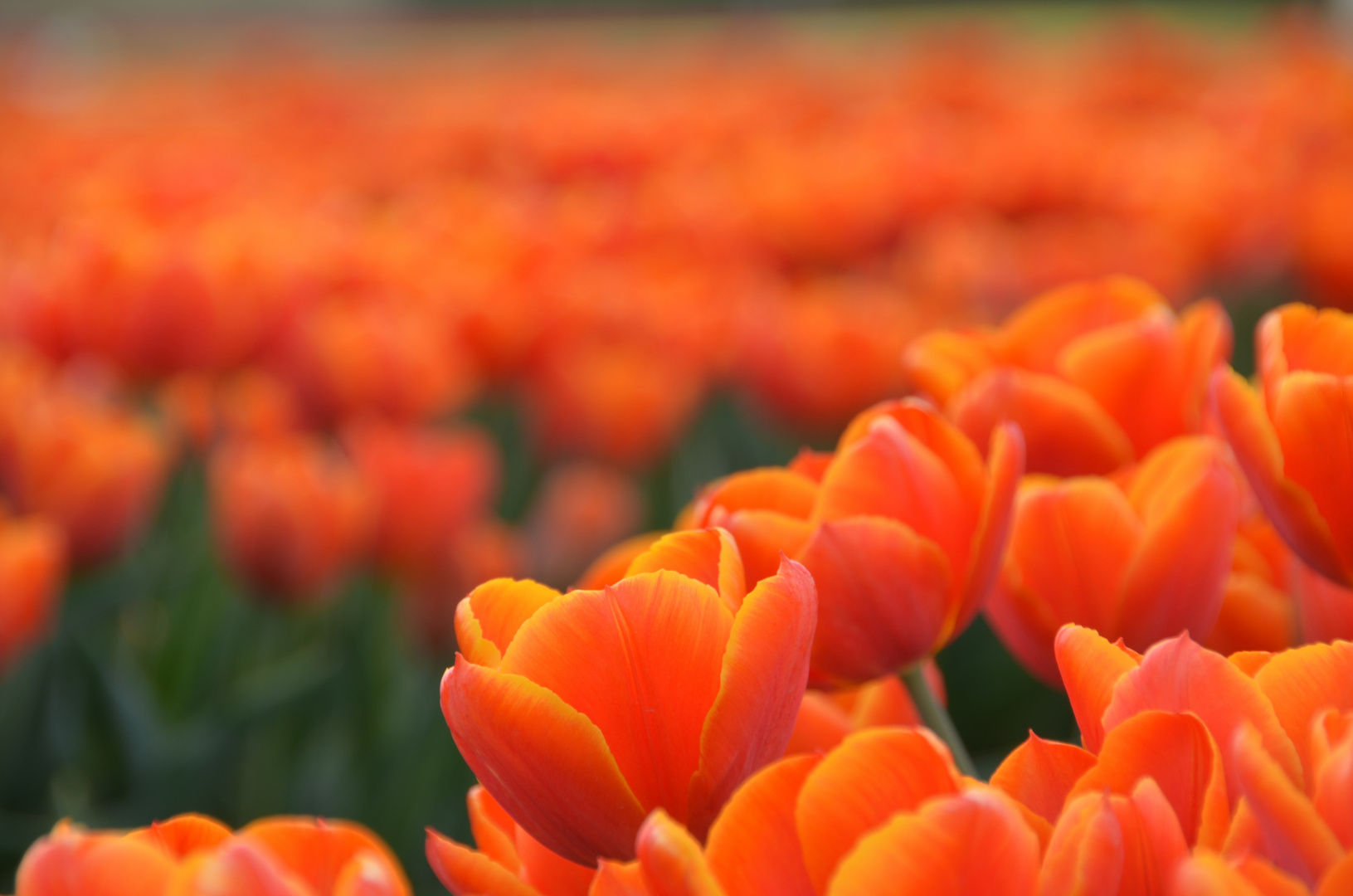 Tulpen