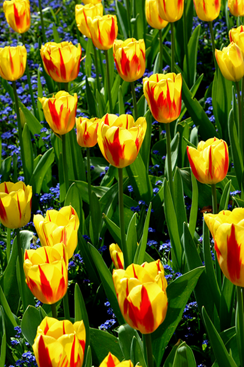 Tulpen......