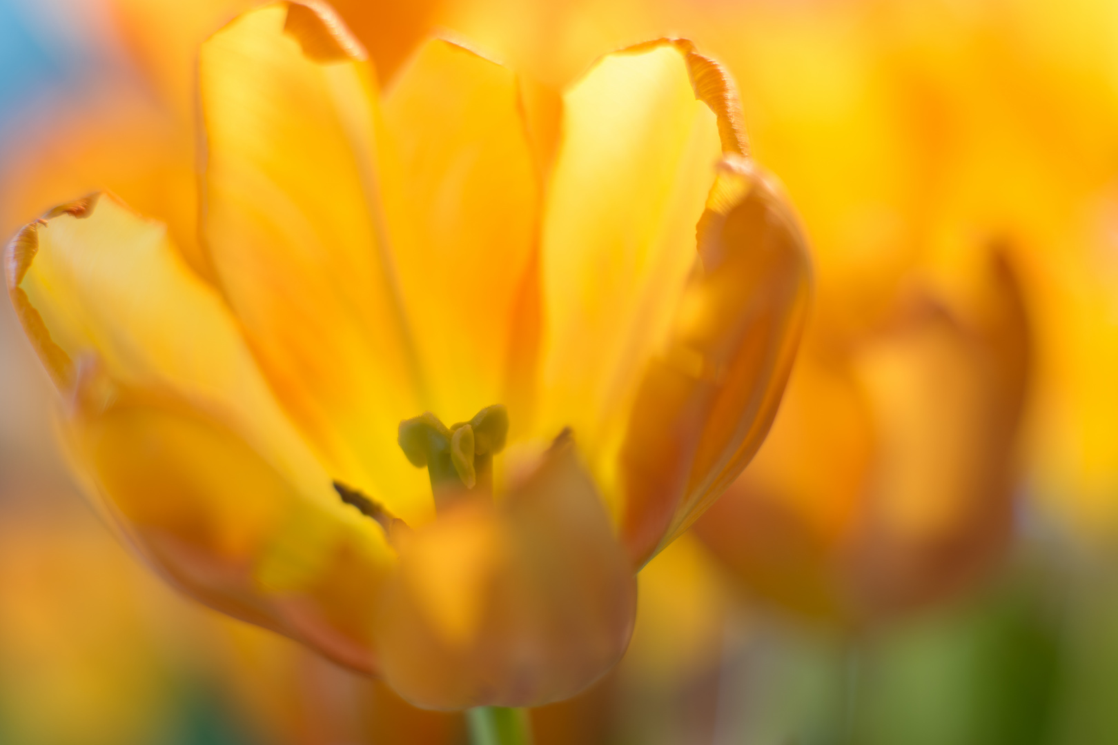 Tulpen