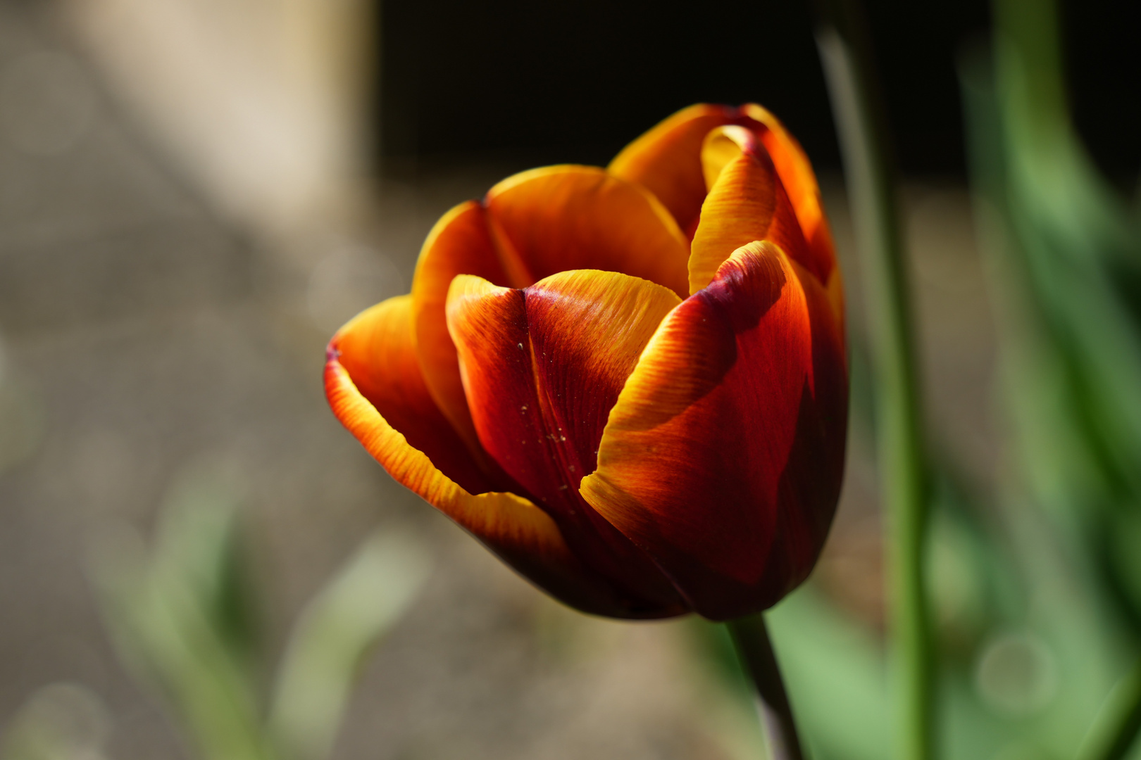 Tulpen