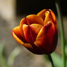 Tulpen