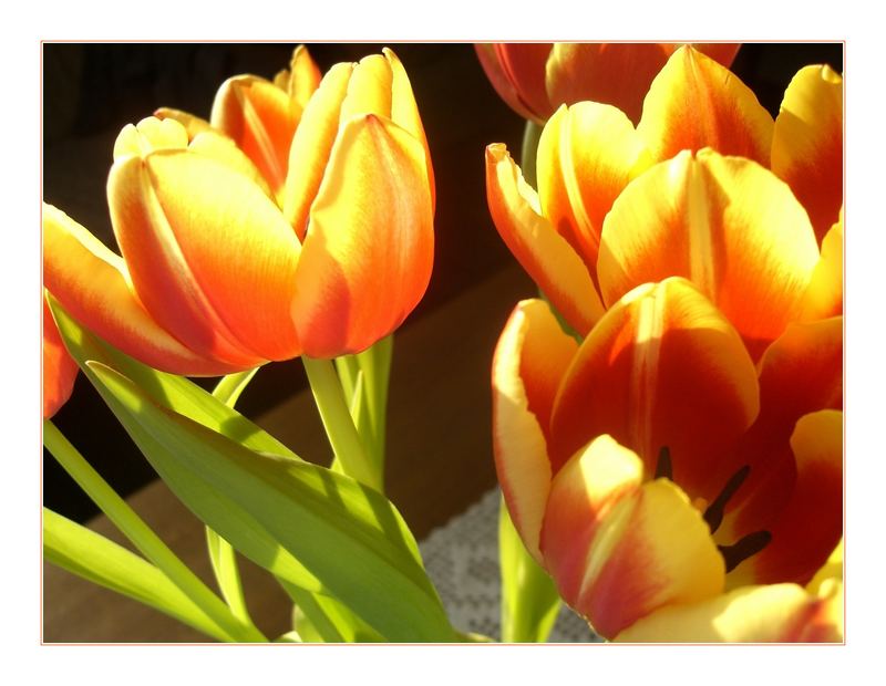 Tulpen