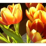 Tulpen