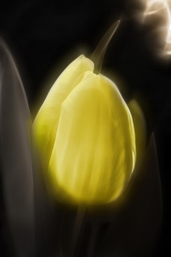 Tulpen 3a