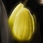 Tulpen 3a