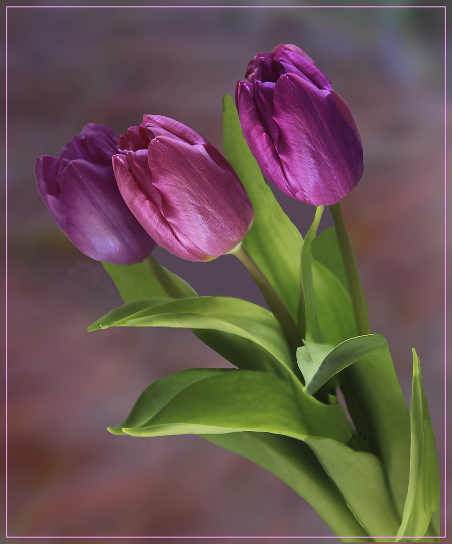 Tulpen 