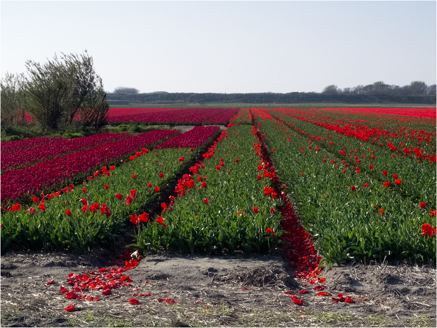 Tulpen