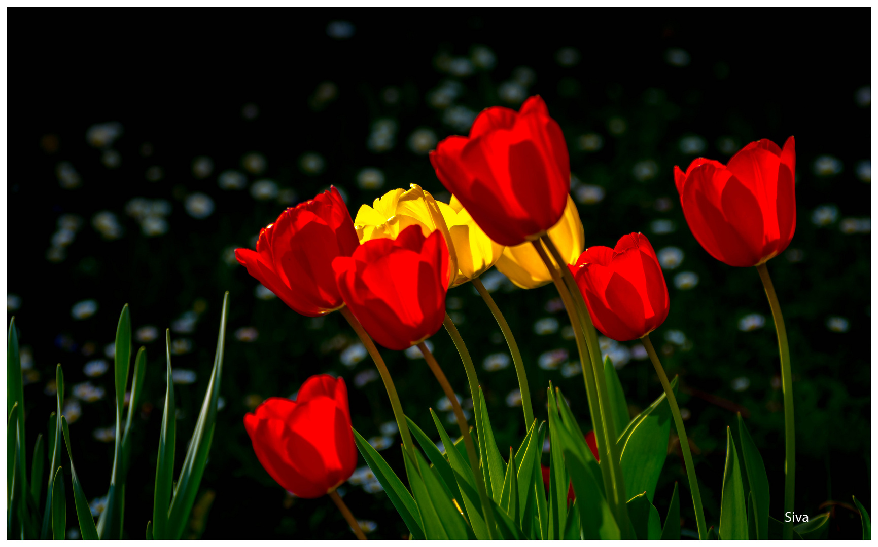 Tulpen