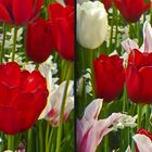 Tulpen (3D)