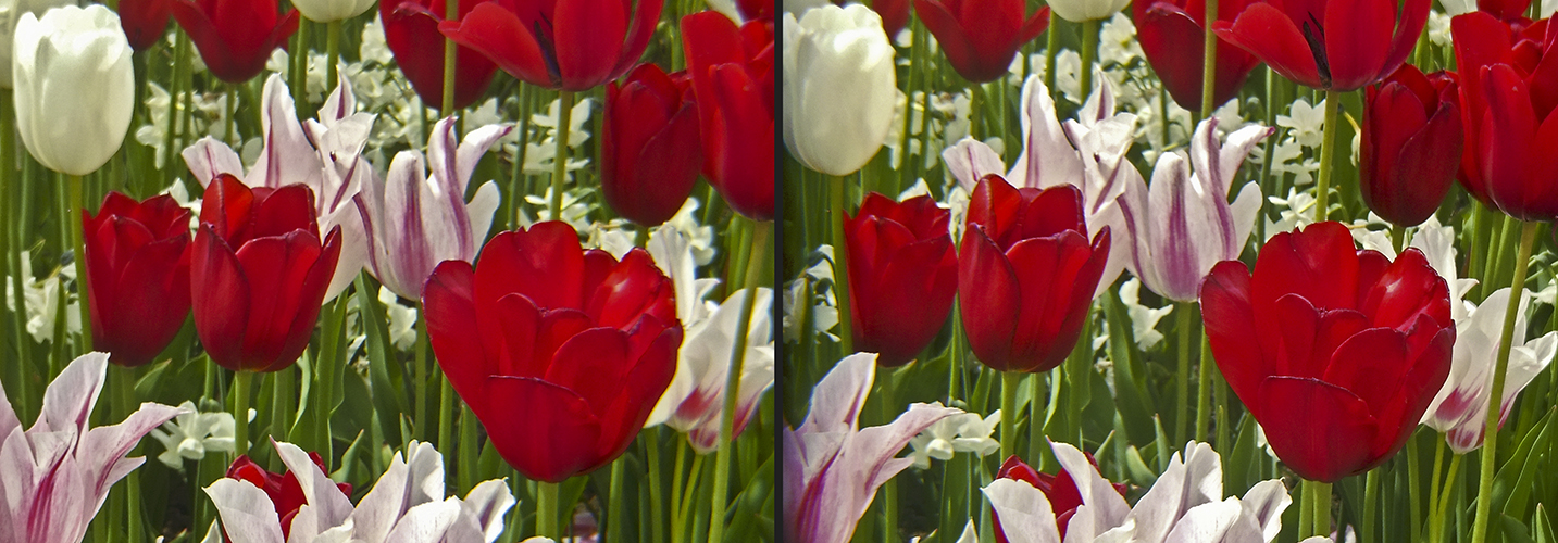 Tulpen (3D)