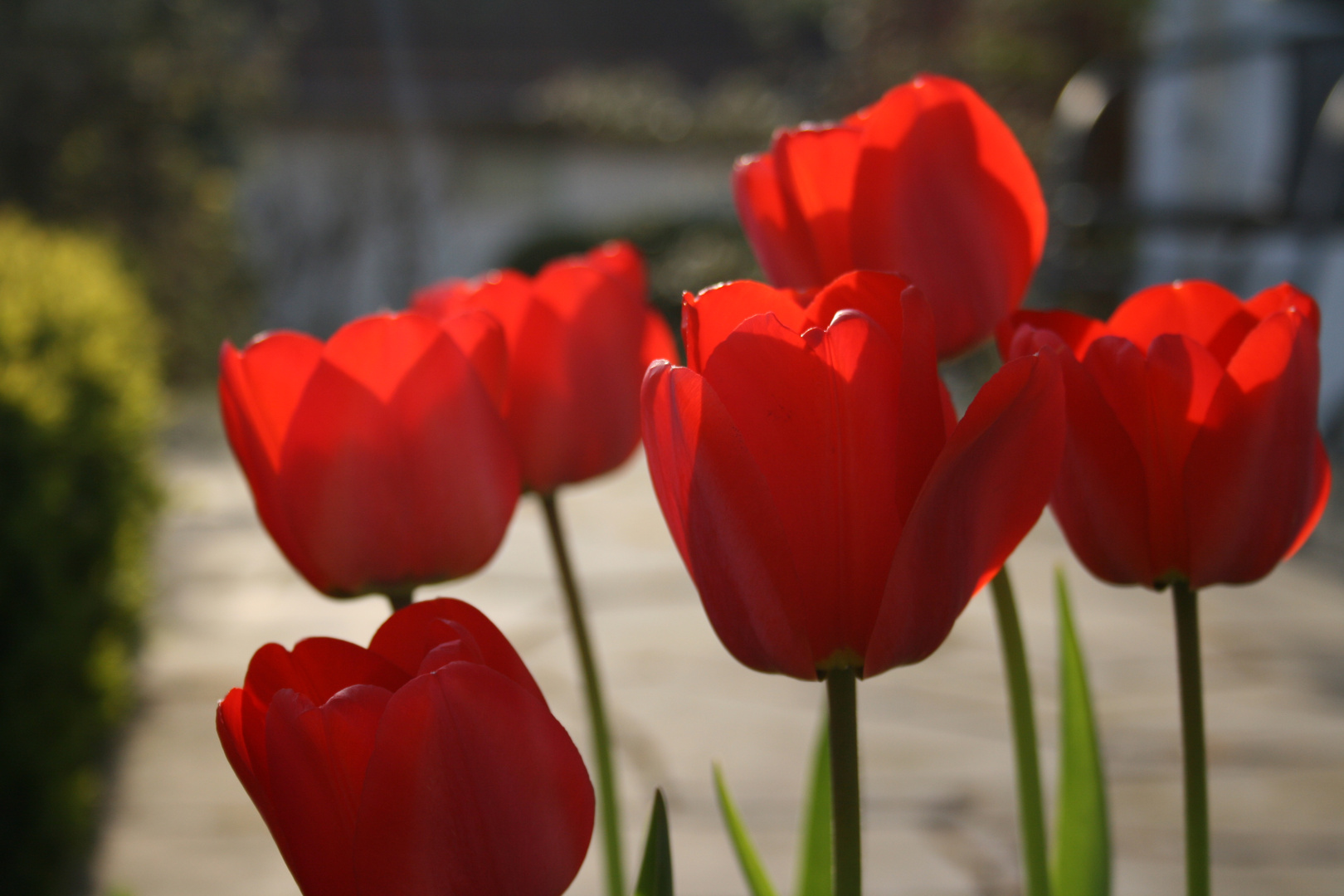 Tulpen