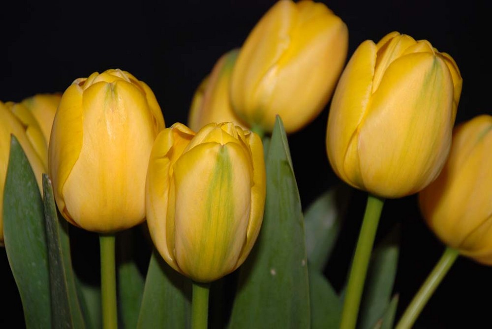 Tulpen