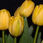 Tulpen