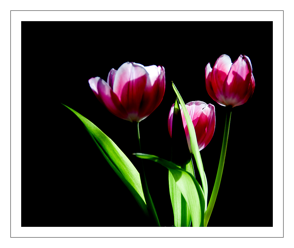 Tulpen...