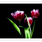 Tulpen...