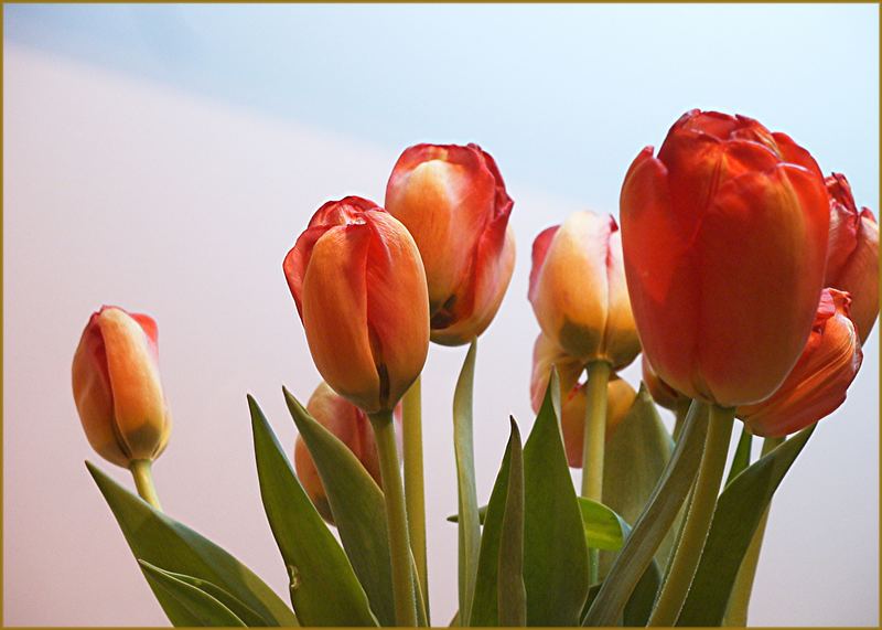 Tulpen