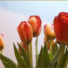 Tulpen